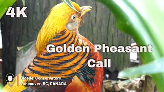 Golden Pheasant Call  4K [upl. by Shaper]