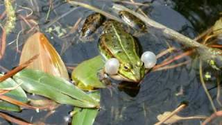 Teichfrosch  Edible frog [upl. by Corell]