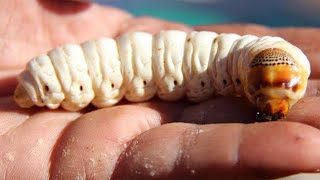 Witchetty Grub [upl. by Alik]