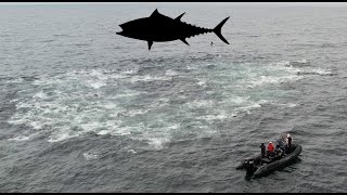 TUNA and FIN WHALE 4k slow motion Giant Bluefin Tuna chasing with whales [upl. by Olracnaig734]