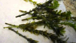 Propagating Aquatic Plants Why its important and how to [upl. by Hars]