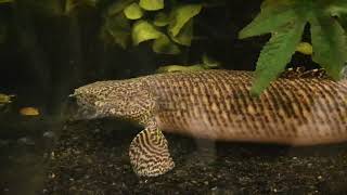 Polypterus Ornatipinnis Ornate 19quot 48cm [upl. by Eceinej]