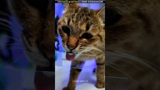 Dog Saliva amp Cat Saliva Under The Microscope 😱shorts youtubeshorts viral microscope [upl. by Nayrb]