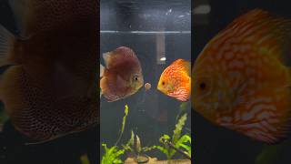 The 90 Gallon Discus Fish Tank [upl. by Neerihs]