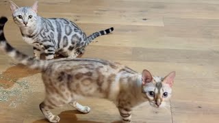 FUNNY cats love to swat and pounce to play [upl. by Dammahom]