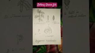 Argemone mexicana  Comment amp floral diagram  Record file work apshorts bsc shorts [upl. by Loralie]