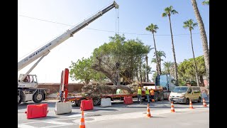 Retirada ficus colector pluviales Agamed [upl. by Siuluj589]