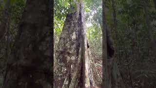 Samauma the giant tree of the Amazon [upl. by Bakeman]