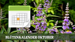 Blütenkalender Oktober  Astern Kerzenknöterich Eisenkraut Silberkerze Mönchspfeffer [upl. by Holub640]