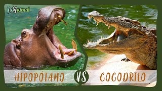 HIPOPÓTAMO vs COCODRILO del NILO ¿Cuál es el dueño de los ríos [upl. by Aneeres]