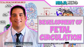 Embryology  Development of Fetal Circulation [upl. by Refinej674]