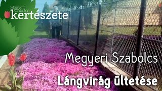 Phlox  Lángvirág ültetése  Megyeri Szabolcs Kertészet [upl. by Nahbois]