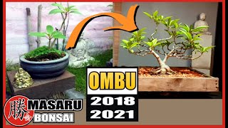 COMO HACER UN BONSAI DE OMBU  SUS PODAS Y CULTIVO  TODO MUY FÁCIL [upl. by Hamish141]