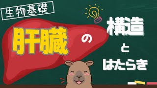 【生物基礎】肝臓の構造とはたらき！重要ポイントを一挙解説！ [upl. by Aysa]