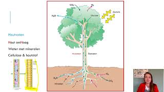 Samenvatting Planten4 VMBO Biologie Voor Jou MAX [upl. by Osugi991]