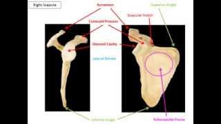 Appendicular Skeleton VIRTUAL LECTURE [upl. by Atiuqaj505]