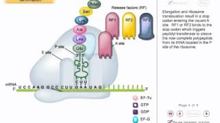 Translation animation 3  prokaryotic Translation Termination [upl. by Lexine71]