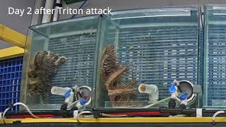 Would a Crown of Thorns Starfish survive if it got away from a Triton Trumpet snail [upl. by Erasme]