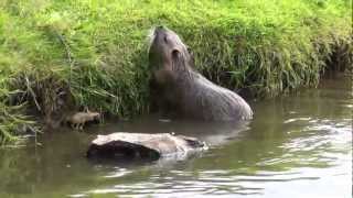 Nutria im AGRA Park Leipzig 18072012  HD  Teil 1 [upl. by Beck373]