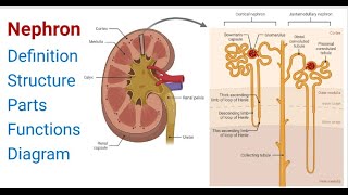 Nephron Definition Structure Physiology Functions [upl. by Trilbie573]