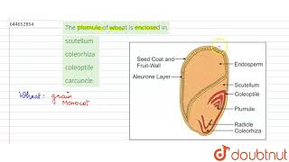 The plumule of wheat is enclosed in  12  MORPHOLOGY OF FLOWERINGPLANTS  BIOLOGY  VMC MODUL [upl. by Brandtr]