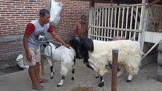 Long Hair Goat crosses etawa goat in village farm  Goat Farm in village [upl. by Juxon]