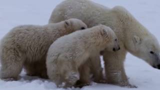 The Inuit Way of Life [upl. by Estrellita541]