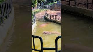 Dehiwala Zoological Gardens [upl. by Zizaludba]