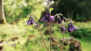 A tour around Lowther Castle Gardens with natural soundscape [upl. by Esir]