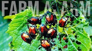 Japanese Beetles Took Over My Homestead  Episode 6  One Year on a Farm [upl. by Bernie984]