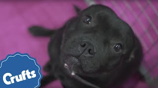 Staffordshire Bull Terrier  Crufts Breed Information [upl. by Jenette10]