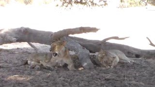 Namibia Tour  Fish RiverLuderitzSussosvleiSwakopmundSpitzkoppeBagatelleKgalaghadi [upl. by Eceirtal]