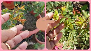 443Home remedy for Thrips with updates🌹🌱🐚 [upl. by Asset]