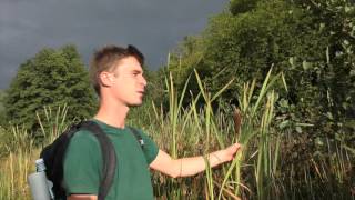 Lisdodde Typha latifolia Cattail [upl. by Jelene]