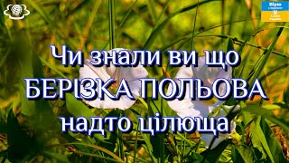 Чи знали ви що БЕРІЗКА ПОЛЬОВА надто цілюща [upl. by Ama575]