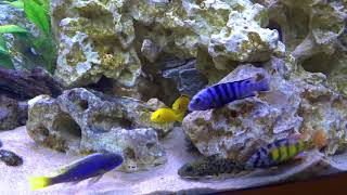 Introducing a synodontis njassae catfish in a african cichlid tank [upl. by Barrington]