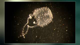 Irukandji Jellyfish [upl. by Kalle]