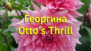 Георгина махровая Оттос Трил Краткий обзор описание характеристик dáhlia variabilis Ottos Thrill [upl. by Serolod]