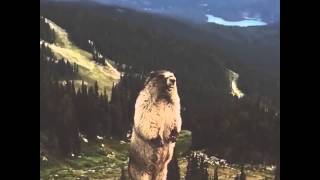 The SCREAMING Marmot  FULL MELTDOWN EDIT [upl. by Stedman]