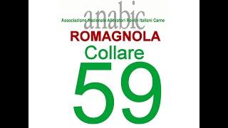 Romagnola Collare 59 IT040990113149 [upl. by Acirea982]