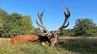 Jagderfolg im Moor  Hirschbrunft in Pommern und Masuren [upl. by Pooley985]