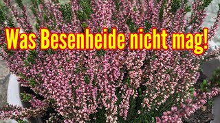 Was Besenheide Calluna vulgaris nicht mögen  Diese PFLEGEFEHLER unbedingt vermeiden [upl. by Kohler]