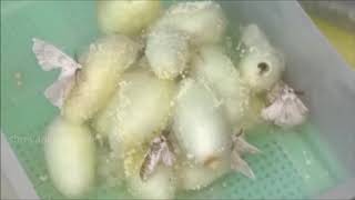 Silk Yarn process Sericulture ರೇಷ್ಮೆ ತಯಾರಿಸುವ ವಿಧಾನ How to yarn Silk thread complete mechanism [upl. by Valma]