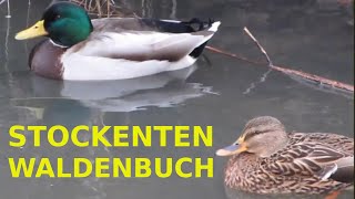 Stockenten  Enten und Erpel in Waldenbuch schwimmen auf der Aich  Mallard ducks [upl. by Hunger751]