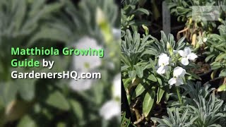 Matthiola Growing Guide [upl. by Selima]