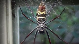 Nephila senegalensis Walckenaer 1841 HD  Nephile du senegale  Ménagerie Paris  092014 [upl. by Ontina]