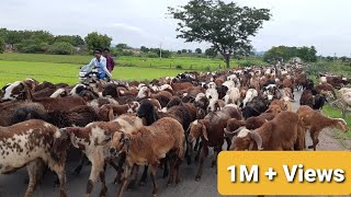 Top Viral Sheep Video  Sheep and Goat videos  Baa Baa Black Sheepभेड़ और बकरी के वीडियो [upl. by Adolf]