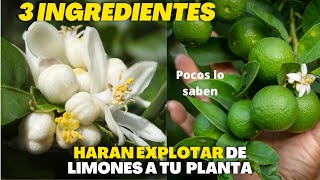 Solo Necesitas 3 Ingredientes Para Hacer Explotar de Flor y Frutos a tu Limonero [upl. by Cindi]