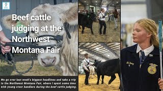 News Now  Beef cattle judging at the Northwest Montana Fair and Rodeo [upl. by Socem]