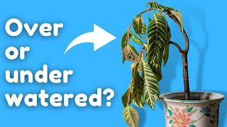 The Secret to Knowing if Your Plant is Overwatered [upl. by Irena365]